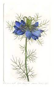 Love In A Mist Flower Illustration Botanical Painting Flower Drawing