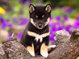 Black And Tan Shiba Inu Pin On Dogs