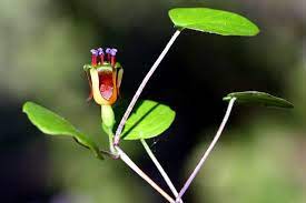 Fuchsia Procumbens Onagraceae Native To New Zealand Aka Creeping Fuchsia Golden Yellow Floral Tube With Sha Evergreen Groundcover Floral Botanical Terms