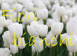Fiori bianchi is a feminine perfume by laura biagiotti. Fiori Bianchi Nomi Caratteristiche Origine Immagini Dettagliate