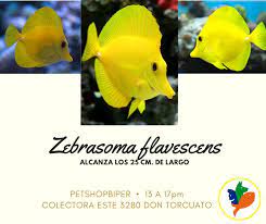 El Pez Cirujano Amarillo Petshop Biper Acuario Facebook