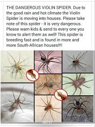 Pin By Marilyn Brown On Spider Chart Spider