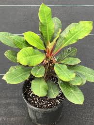 Image result for Euphorbia cataractarum