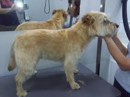 The main differences between the u.k. Dog Grooming Cork Tackles Taz Dog Grooming Cork