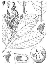 Image result for Magnistipula