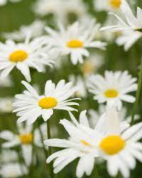 25 mixed dark fall tone daisy flowers * (sold out). 25 Colorful Types Of Daisies Daisy Varieties For Your Garden