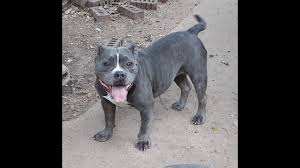 We did not find results for: Adopted Clementine A English Bulldog Staffordshire Terrier Mix Youtube