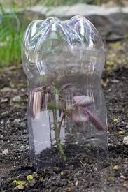 Image result for cuttings of roses