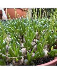 Image result for Ornithogalum