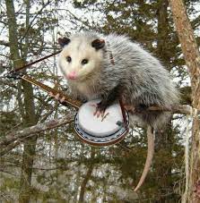 Fun Trivia Questions Quizzes And Personality Tests Awesome Possum Baby Possum Possum Funny