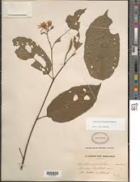 Image result for Glyphaea