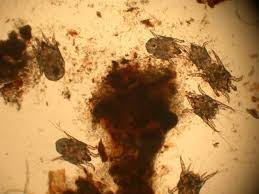 Image result for what do otodectes cynotis look like in dog fur
