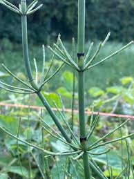Image result for Equisetum ramosissimum