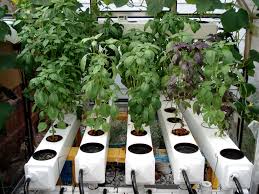 Granted, you won't get a huge crop, but steamed and topped with melted butter, it makes for a delightful taste treat. How To Grow Basil Using Hydroponics Hydroponics Explained
