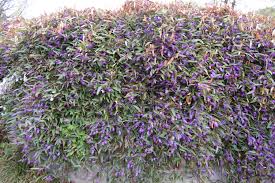Image result for Hardenbergia