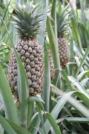 Pin On World Fruit