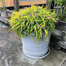 Image result for Thomandersia