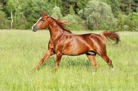 Why do you carry us humans upon your back? Are Chestnut Horses Crazy Not Necessarily Scientists Say The Horse