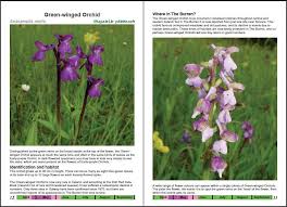 Wild Orchids In The Burren Pat Oreilly Sue Parker