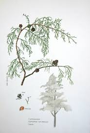 Image result for Cupressus lusitanica