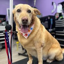 Sugar Pie looks amazing after her deshed!! 😍🫧 #WaggerzGroomRoom  #NaturalGrooming #Cleandogs #HappyDogs #4042Grooming #4042Groomer  #WhiteOakGrooming #Grooming #DogGrooming #Groomer #DogGroomer #PetStylist  #DogSalon #PetSalon #GarnerGrooming ...