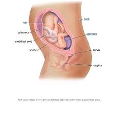 Pin On What My Baby Looks Like This Week