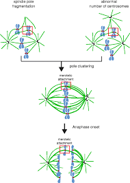We did not find results for: Centrosomes In Spindle Organization And Chromosome Segregation A Mechanistic View Springerlink