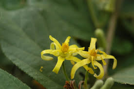 Image result for Grewia flavescens