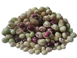 Image result for Vigna subterranea