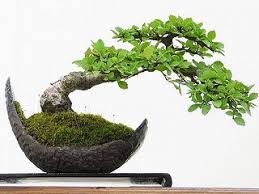 Orme De Chine En Poterie Demi Lune By Danieleralte Via Flickr Jardin Bonsais Jardin Japonais Jardins