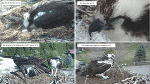 Mother Harriet Osprey