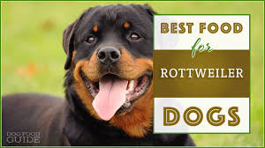 Best Dog Food For Rottweilers Top Puppy Adult Senior