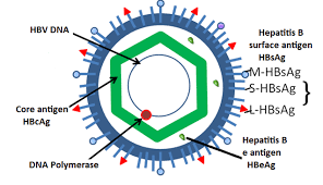 Many people have no symptoms during the initial infection. About Hepatitis B What Do You Need To Know Cusabio