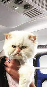 Mobile cat grooming near me is readily available. Mobile Pet Grooming Kendall Mobile Dog Grooming The Hammocks