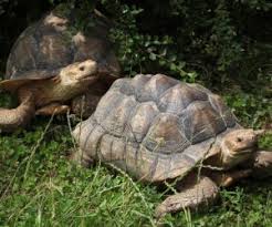 The body of a cactus actually swells in times of moisture so that. Sulcata Tortoise African Spurred Complete Care Guide All Turtles