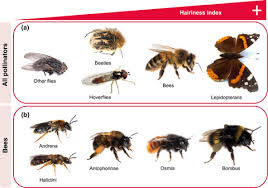 Check spelling or type a new query. A Novel Method To Measure Hairiness In Bees And Other Insect Pollinators Roquer Beni 2020 Ecology And Evolution Wiley Online Library