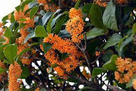 La sua peculiarità sono le bellissime foglie rosse di cui è provvista. Osmanto Scopriamo Di Piu Su Questa Pianta Odorosa Originaria Della Cina