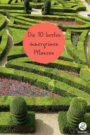 Wir haben für sie, in unserem beitrag, die 10 besten arten von immergrüne heckenpflanzen aufgelistet. Immergrune Pflanzen Die 10 Besten Fur Den Garten Plantura Pflanzen Immergrune Pflanzen Straucher Pflanzen