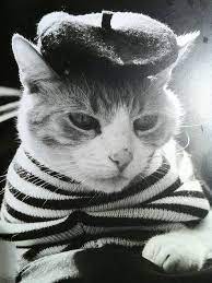 Finally An Internet Cat Video Film Festival French Cats Crazy Cats Cats And Kittens