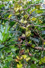 Image result for Dioscorea cotinifolia