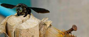 How To Kill Carpenter Bees And Identify Their Damage