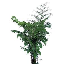 Neo vision/getty images/amana images rm. 17 Best Indoor Trees And Tropical Plants To Grow In Your House Architectural Digest
