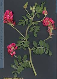 Image result for Hedysarum