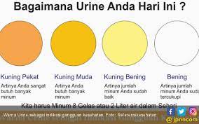 Perubahan kecil dalam warna air kencing dianggap normal. Ada Buih Pada Urine Mungkin Ini Penyebabnya Jpnn Com