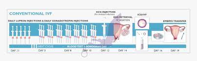 Ivf Process Natural Cycle Ivf Hd Png Download Kindpng