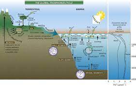 Phosphorus Cycle An Overview Sciencedirect Topics