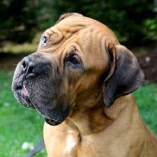 Black Boerboel Puppies For Sale In Durban Adopt Coby Adoption Pending On Petfinder African Boerboel Mastiffs South African Mastiff