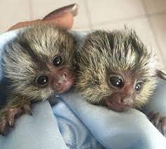 Finger Monkeys For Sale