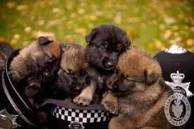 The black german shepherd is one of the many different coat colors and patterns that are associated with the german shepherd breed. The Black German Shepherd A Guide To This Rare Dog K9 Web