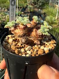 Image result for Euphorbia fanshawei